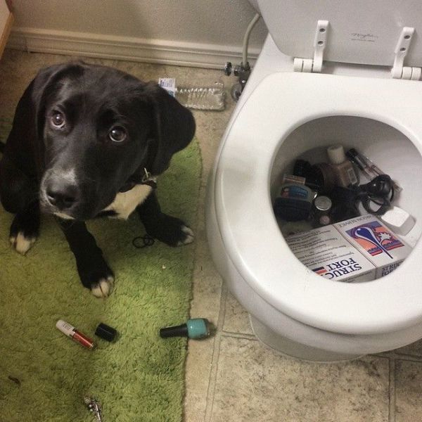 Morning Picdump