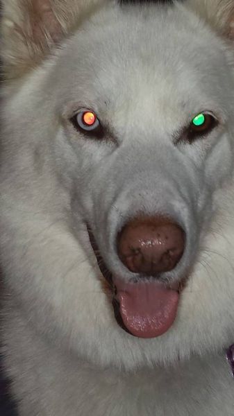 Content Image