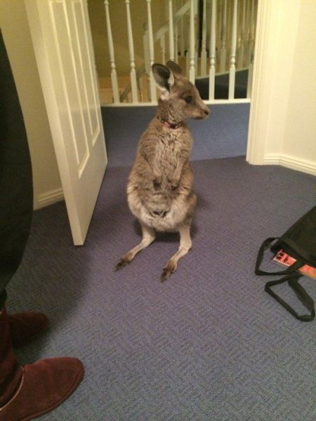 Content Image