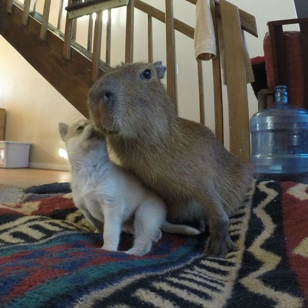 Content Image