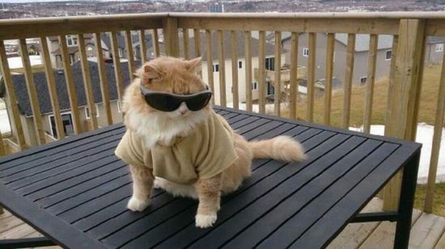 Content Image