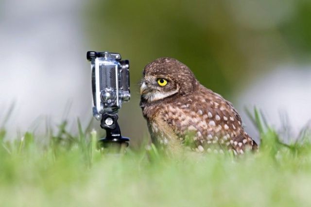 Content Image