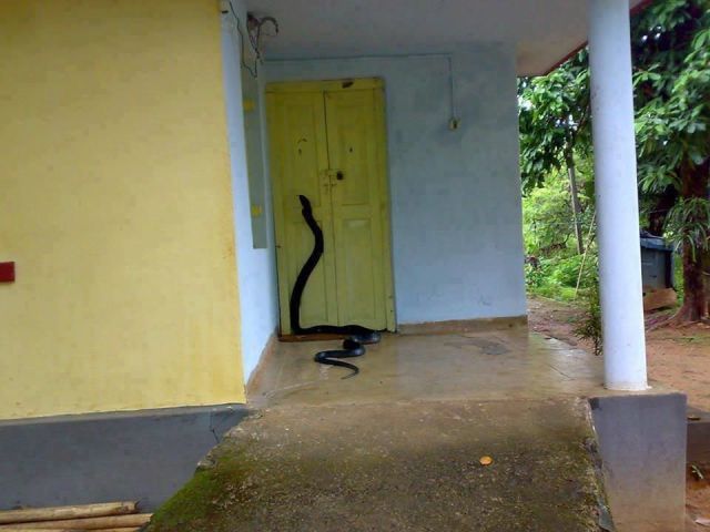 Content Image