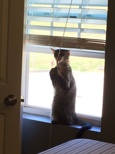 Content Image