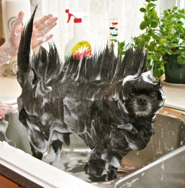 Content Image