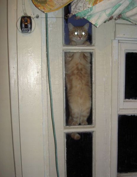 Content Image