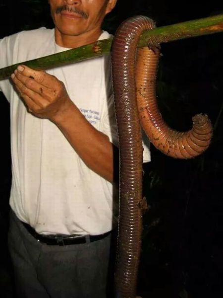 Content Image