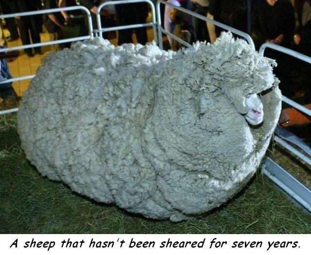 Content Image