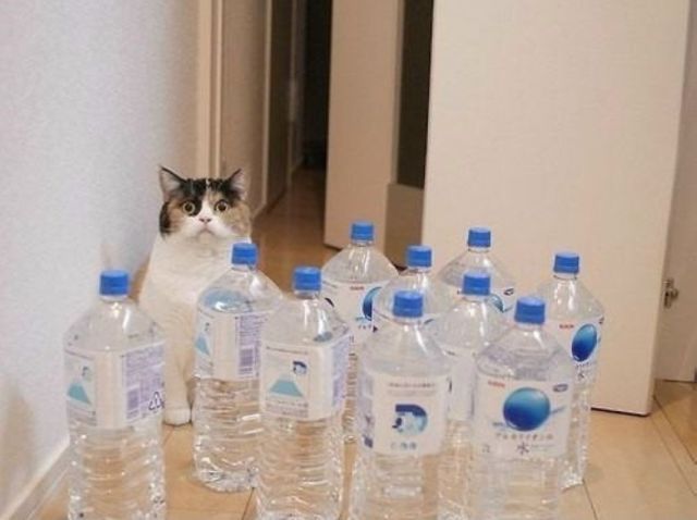 Daily Picdump