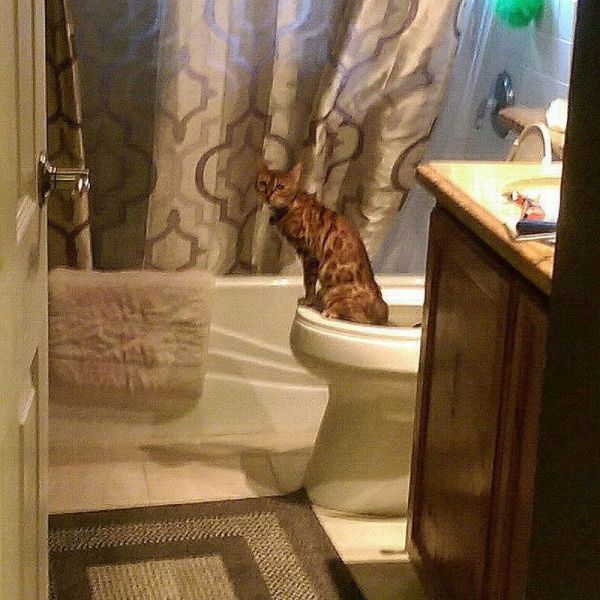 Content Image