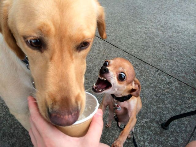 Content Image