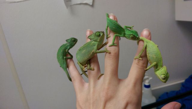 Content Image