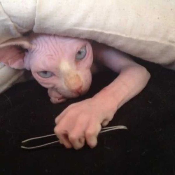 Content Image