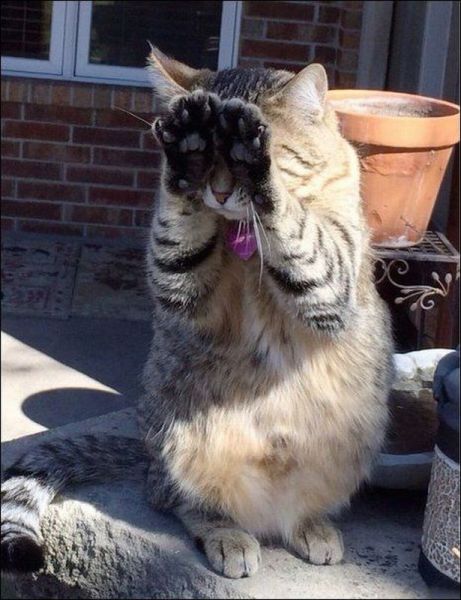 Content Image