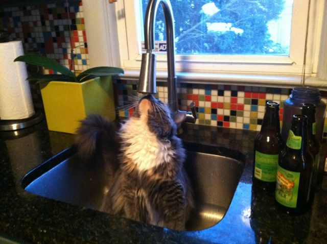 Content Image