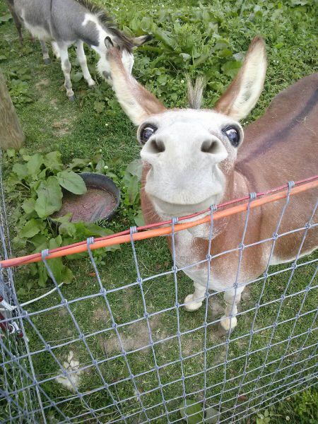 Content Image