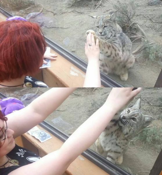 Content Image