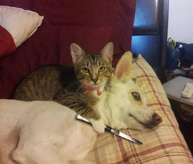 Content Image