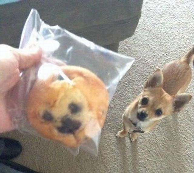 Content Image