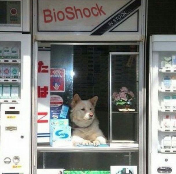 Content Image