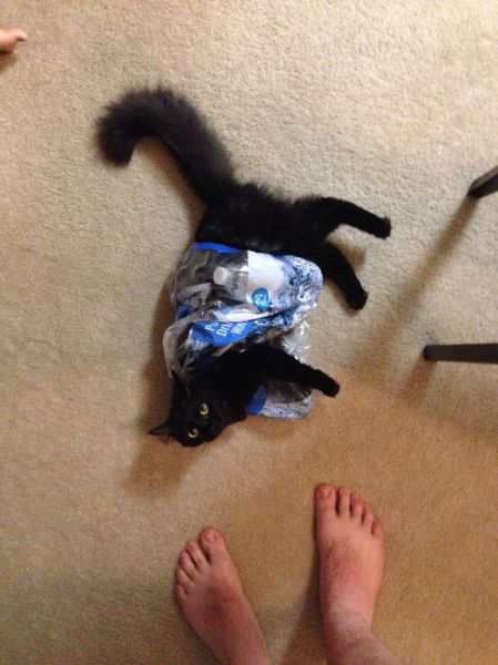 Content Image