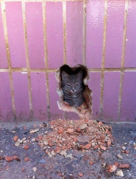 Content Image