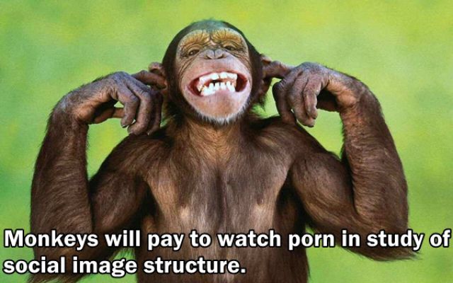 Trivia about the Adult Film Industry