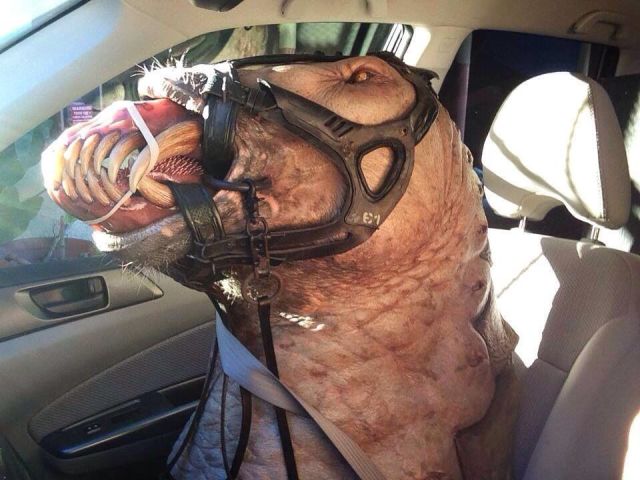 Content Image
