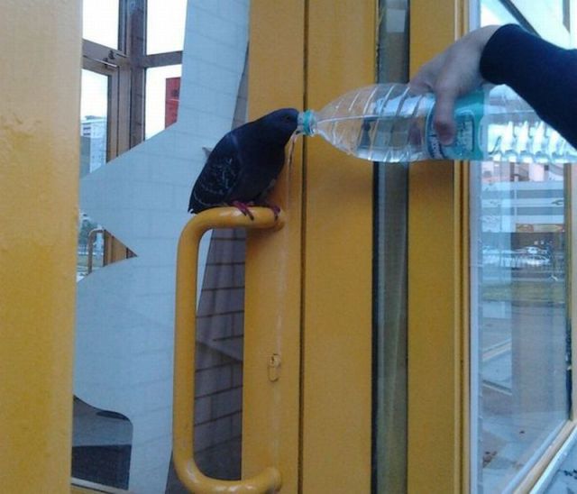 Content Image