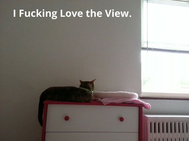 Content Image