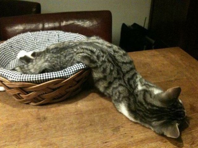 Morning Picdump