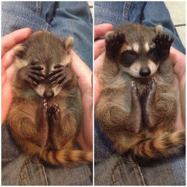 Content Image