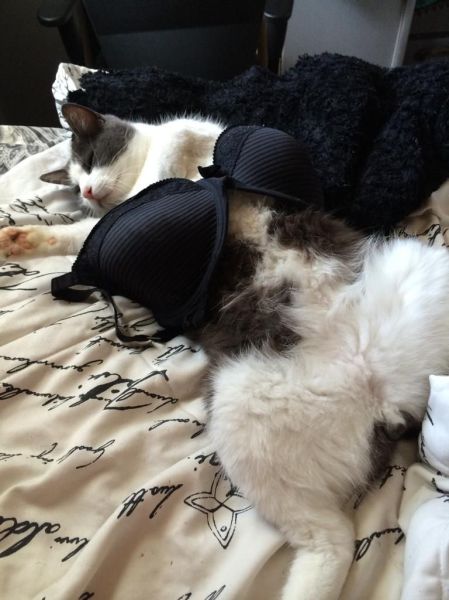 Content Image