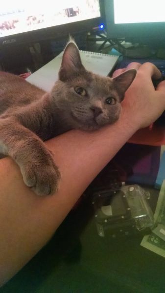 Content Image