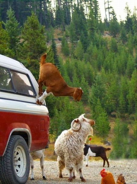 Daily Picdump