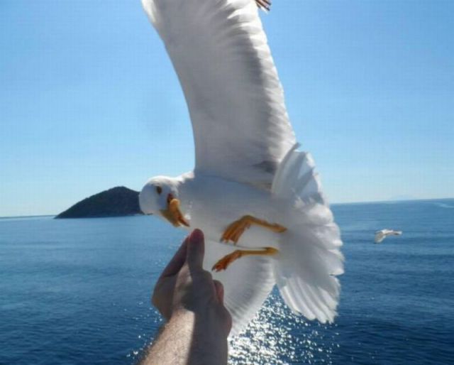 Content Image