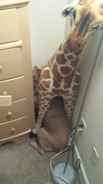 Content Image