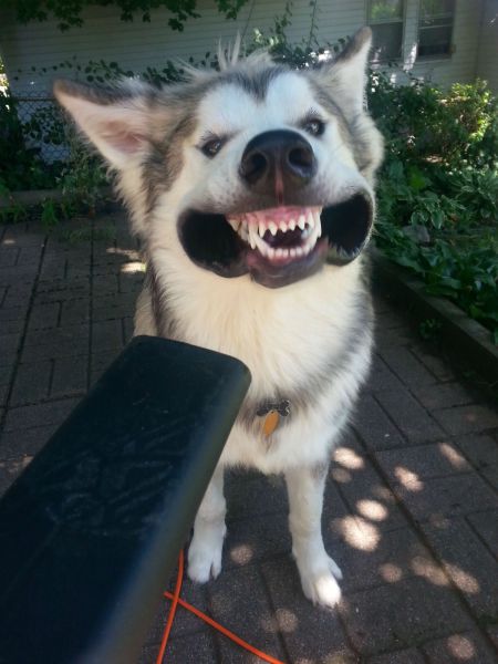 Content Image