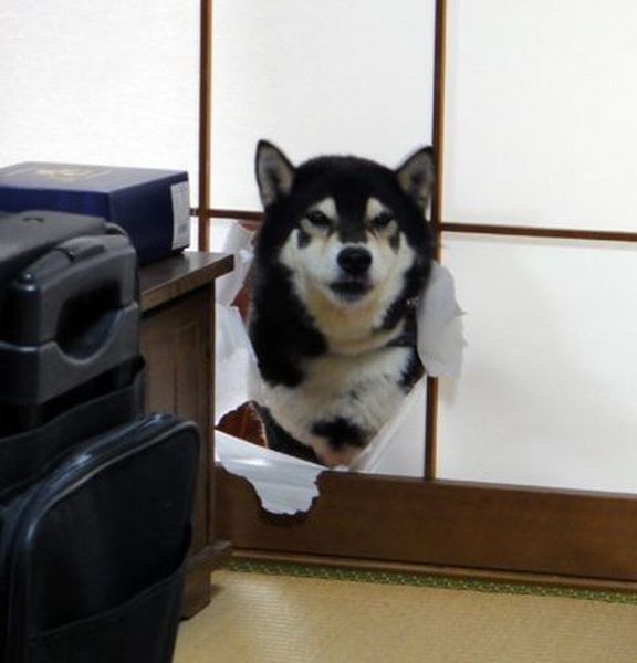 Content Image
