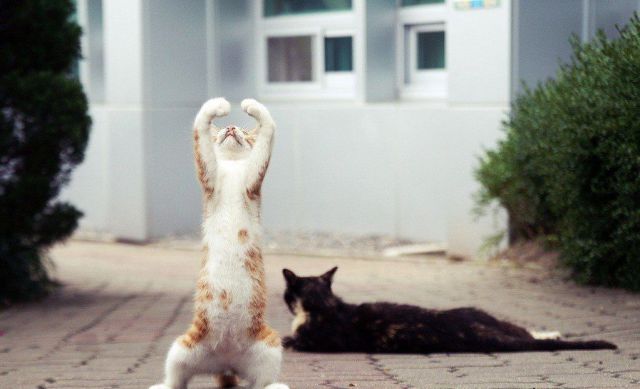 Morning Picdump