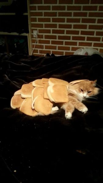 Content Image