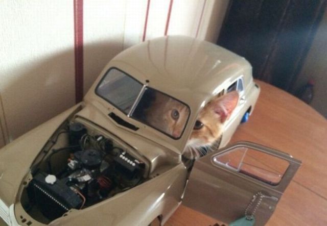 Content Image