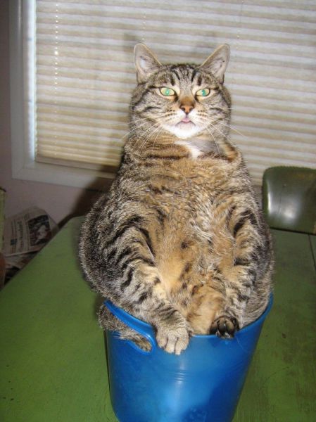 Content Image