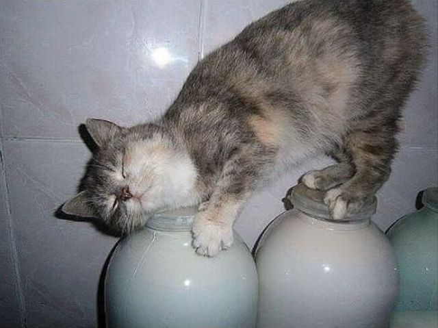 Daily Picdump
