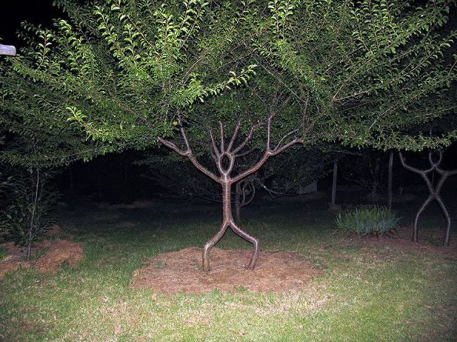 Content Image