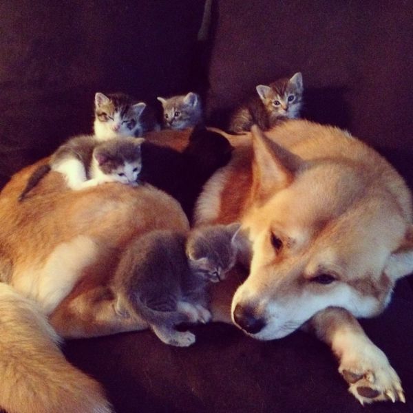 Content Image