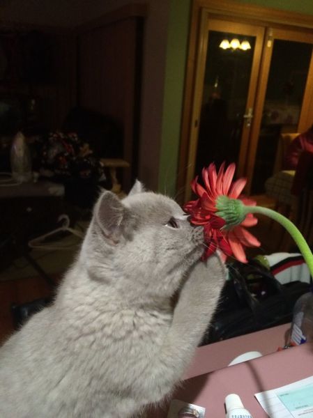 Content Image