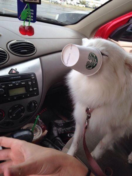 Content Image