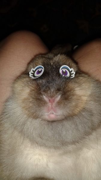 Content Image