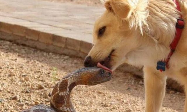 Content Image